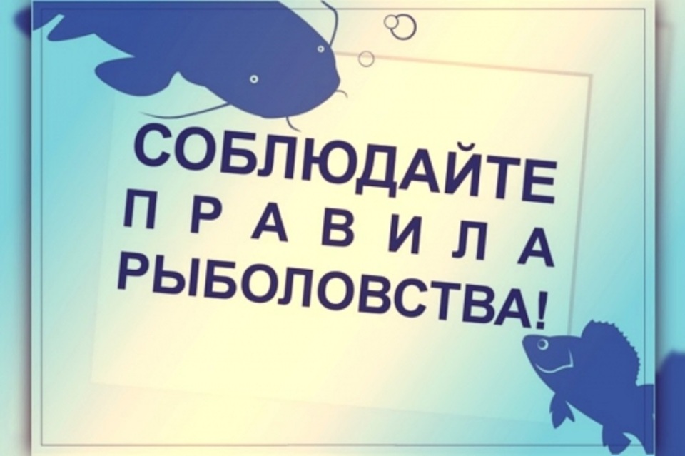 Правило рыб. Соблюдайте правила рыболовства. Информация для рыбаков. Правила рыбалки. Внимание нерест.